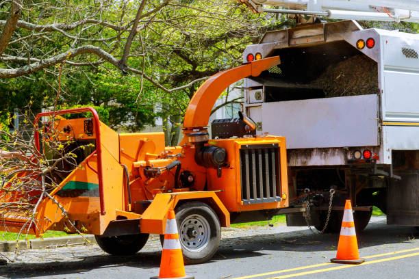 Best Root Management and Removal  in Bedminster, NJ